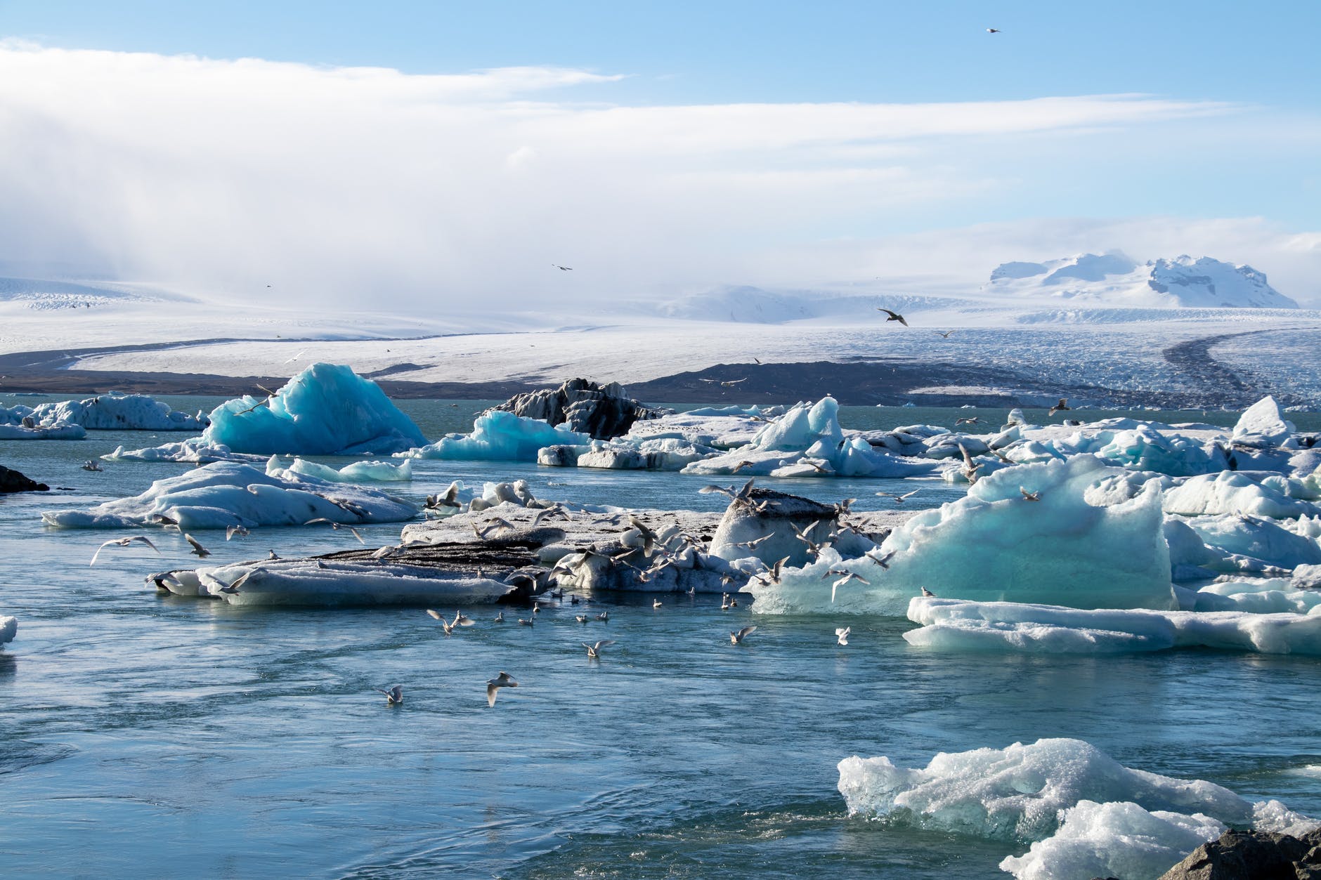 birds on ice bergs