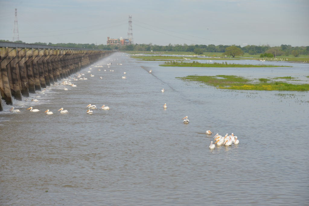 ducks along the spillway