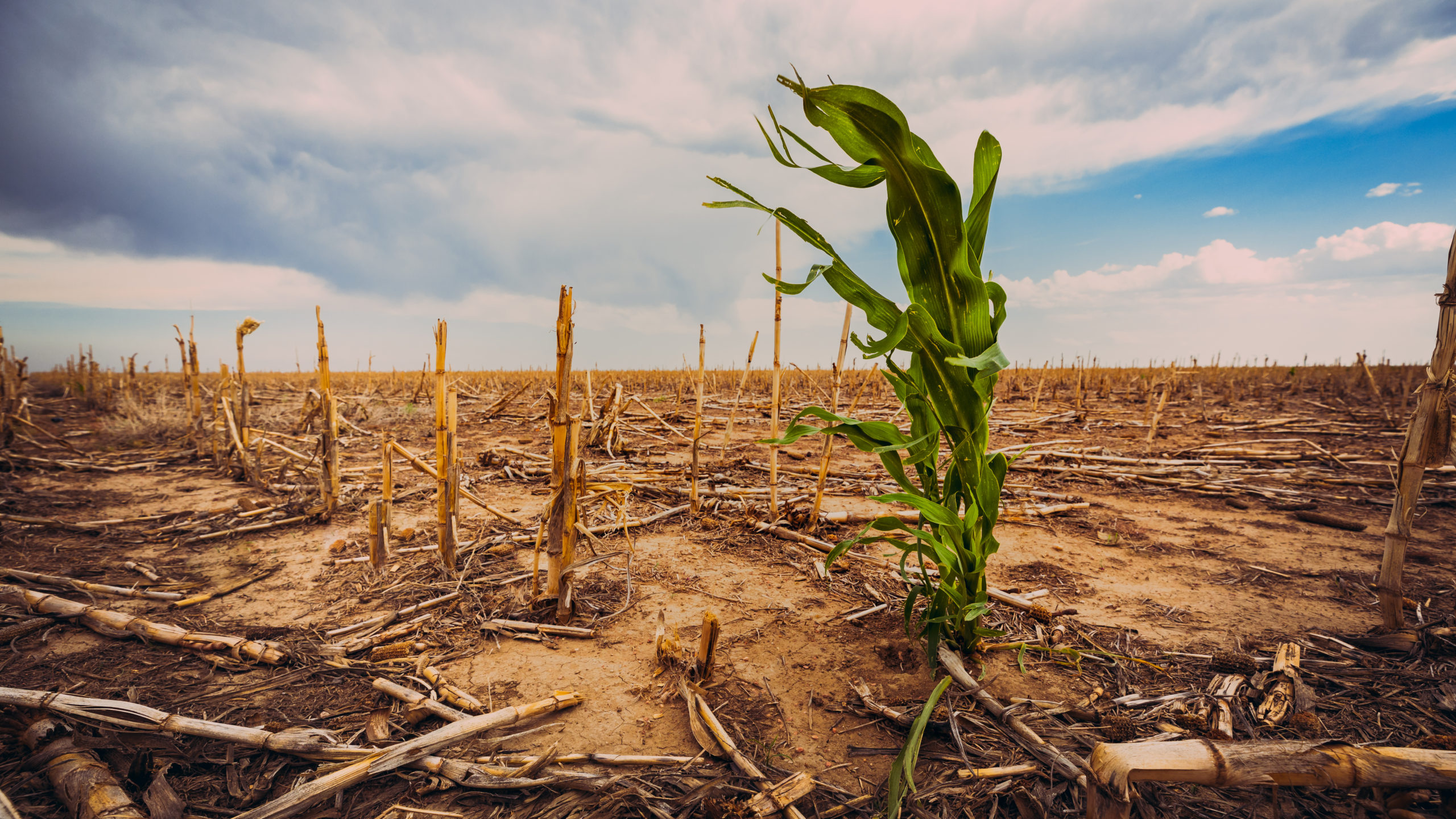 Extreme drought in a cornfield