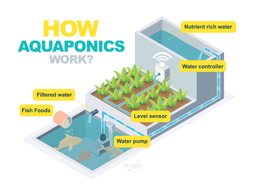 aquaponics diagram