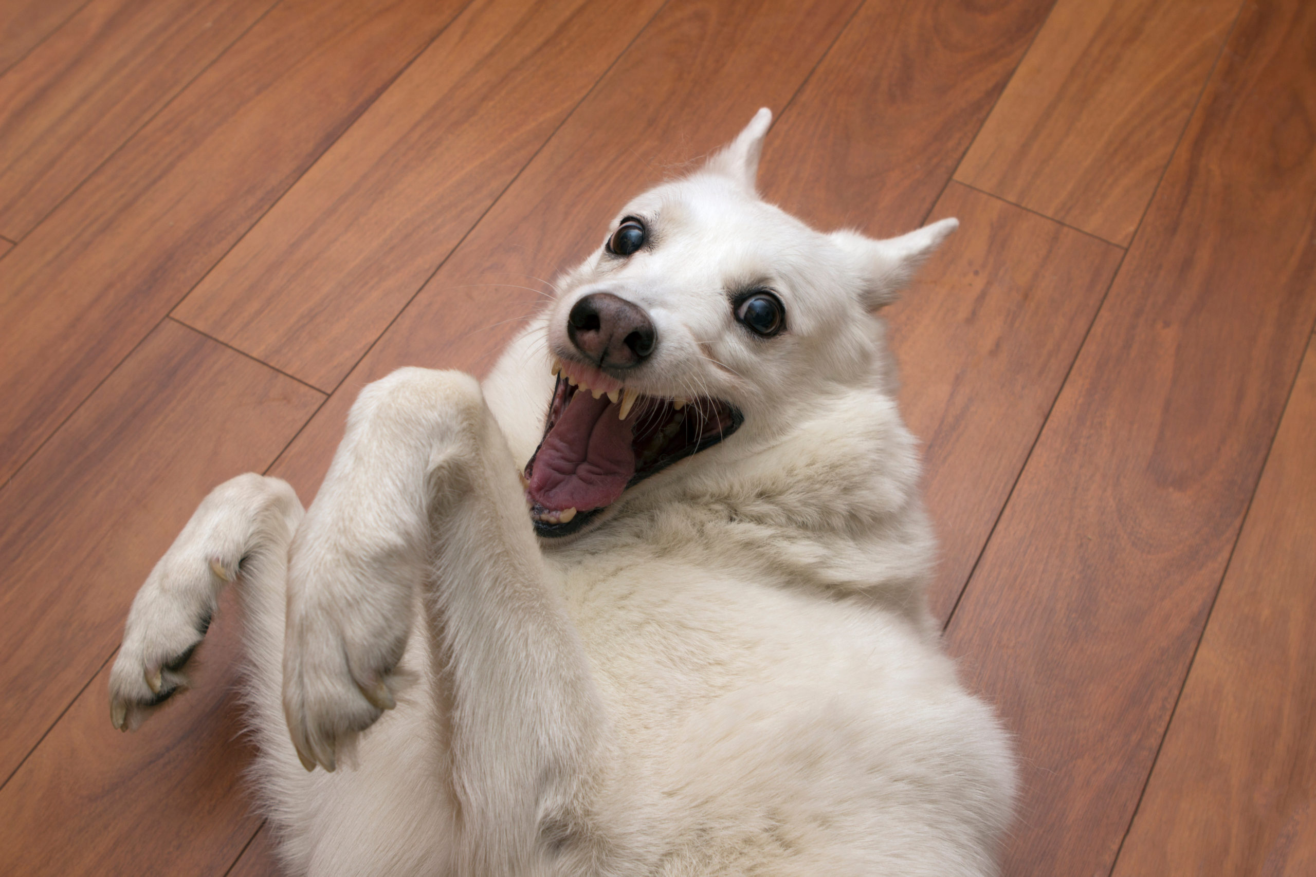 playful husky