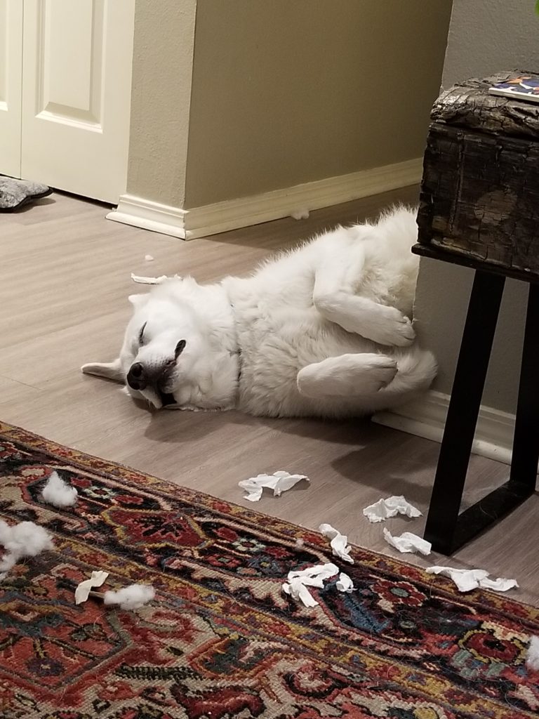 dog destruction