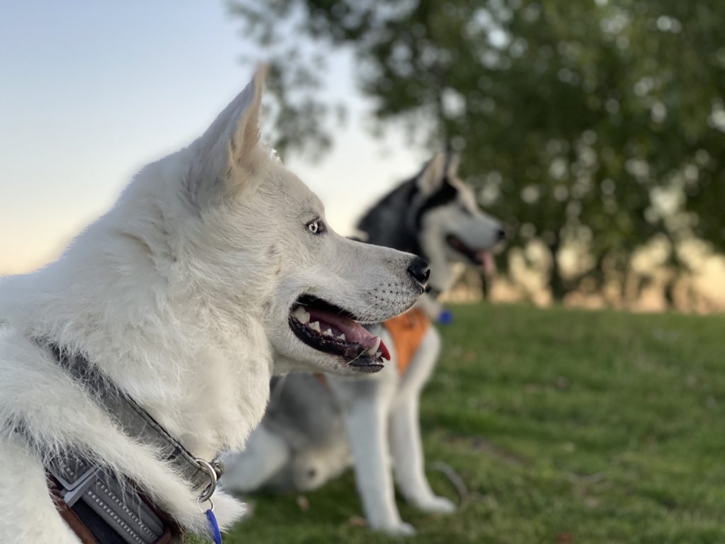 dogs in park