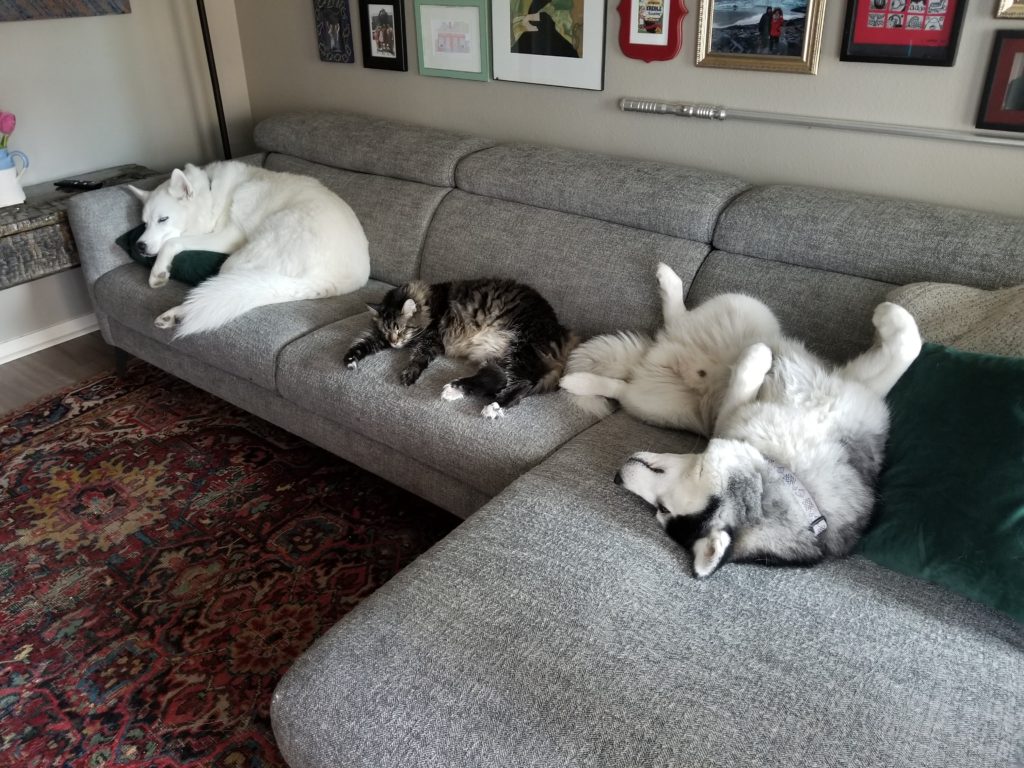 dogs on couch